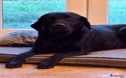 Labrador Retriever dogs for sale: Beautiful Labrador Puppies - Image 4