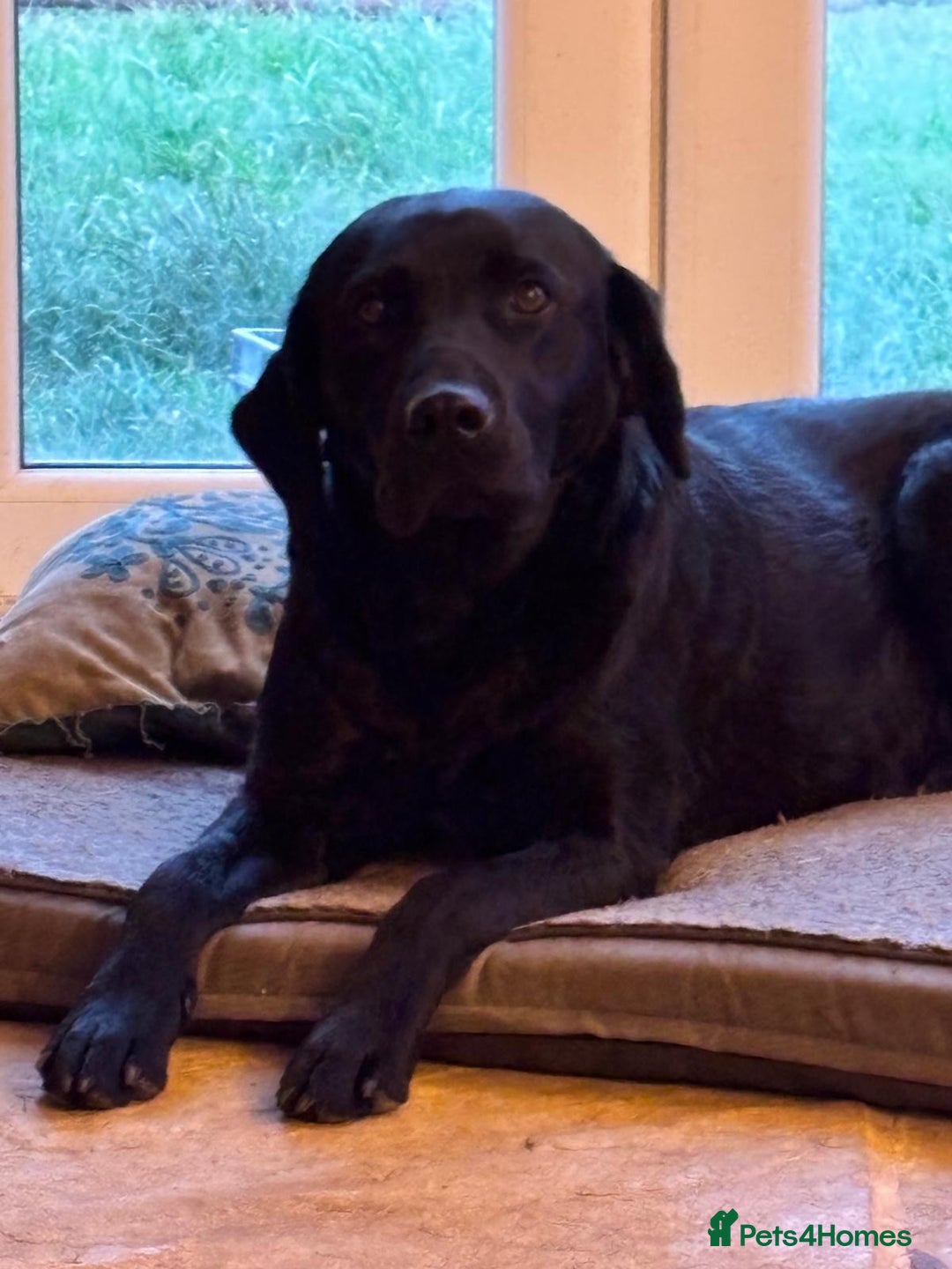 Labrador Retriever dogs for sale: Beautiful Labrador Puppies - Image 4