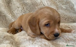 Cockerdor dogs for sale: Adorable f1 cockerdor puppies - Image 5