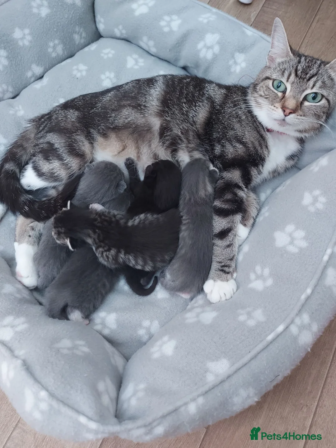 Mixed Breed cats for sale: 5 lovely kittens 😸 ♥️  - Advert 40