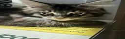 Maine Coon cats for sale: Maine coon kittens TICA - Advert 10