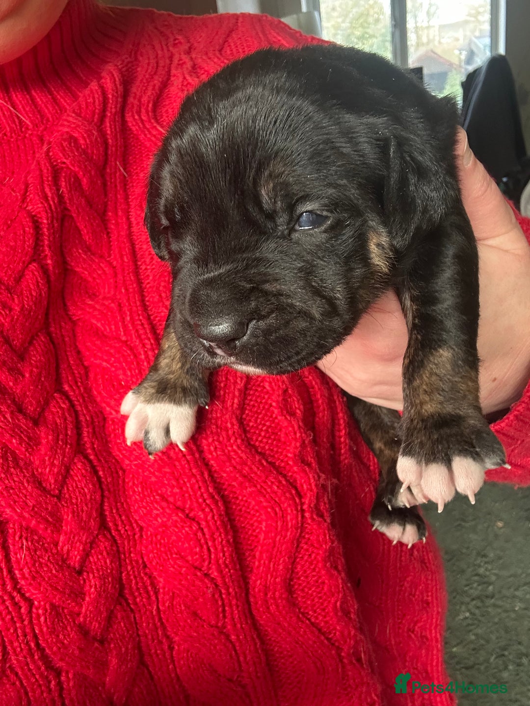 Mixed Breed dogs for sale: 🐾 11 Adorable Puppies From an Accidental Litter - Advert 23