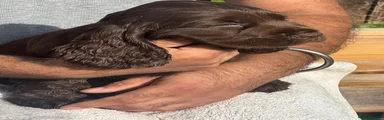 Cocker Spaniel 2