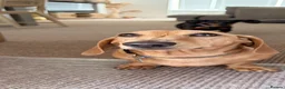Miniature Dachshund dogs for sale: Male and female Dachshund for sale  - Advert 7