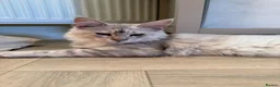 Maine Coon cats for sale: Majestic Maine coon Kittens - Advert 13
