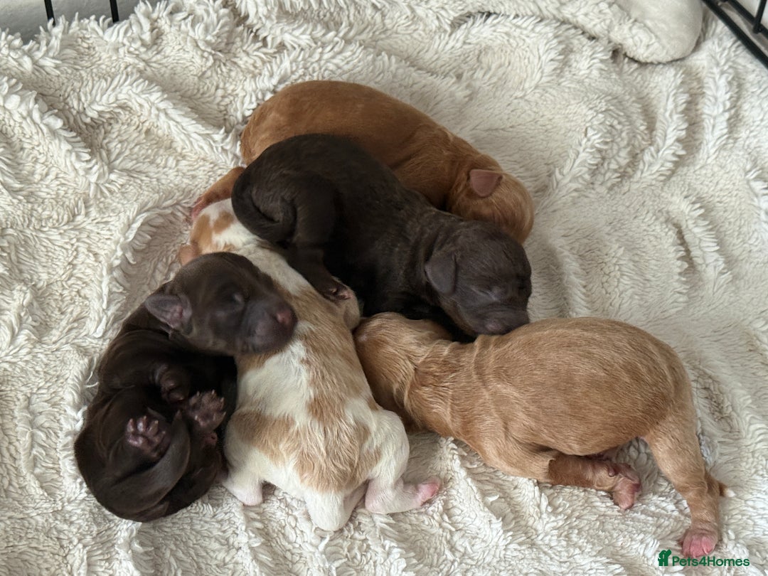 Cockapoo dogs for sale: 🐾3 girls 2 boys available🐾 - Image 8