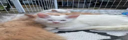 Maine Coon cats for sale: White Maine Coon kittens in Bury Saint Edmunds - Advert 2
