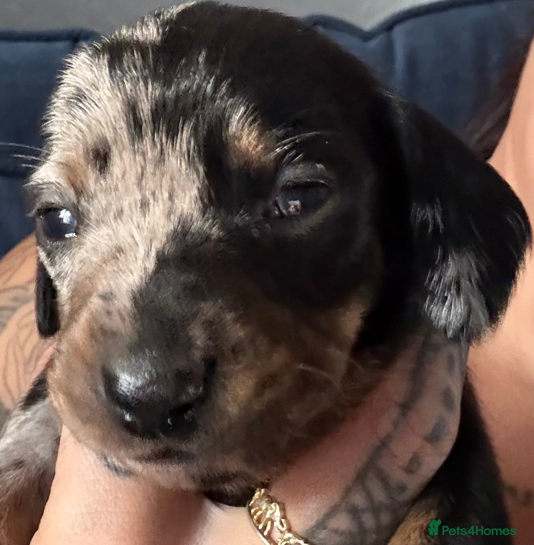 Miniature Dachshund dogs for sale: Miniature dapple dachshund  - Image 17