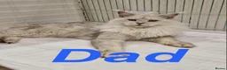 Maine Coon cats for sale: GCCF Female Blue Ticked Tabby Maine Coon Kitten - Advert 3