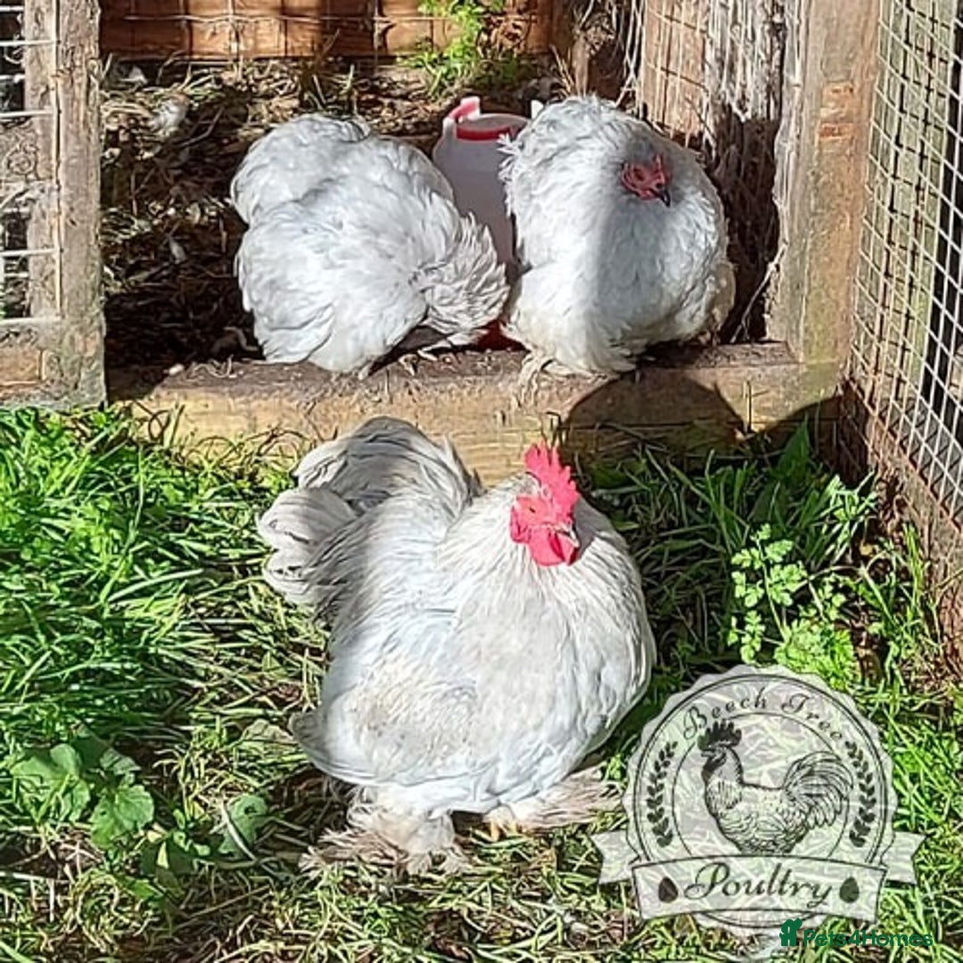 Chickens poultry for sale: 4 x lavender pekin bantams and 1 rooster - Image 3