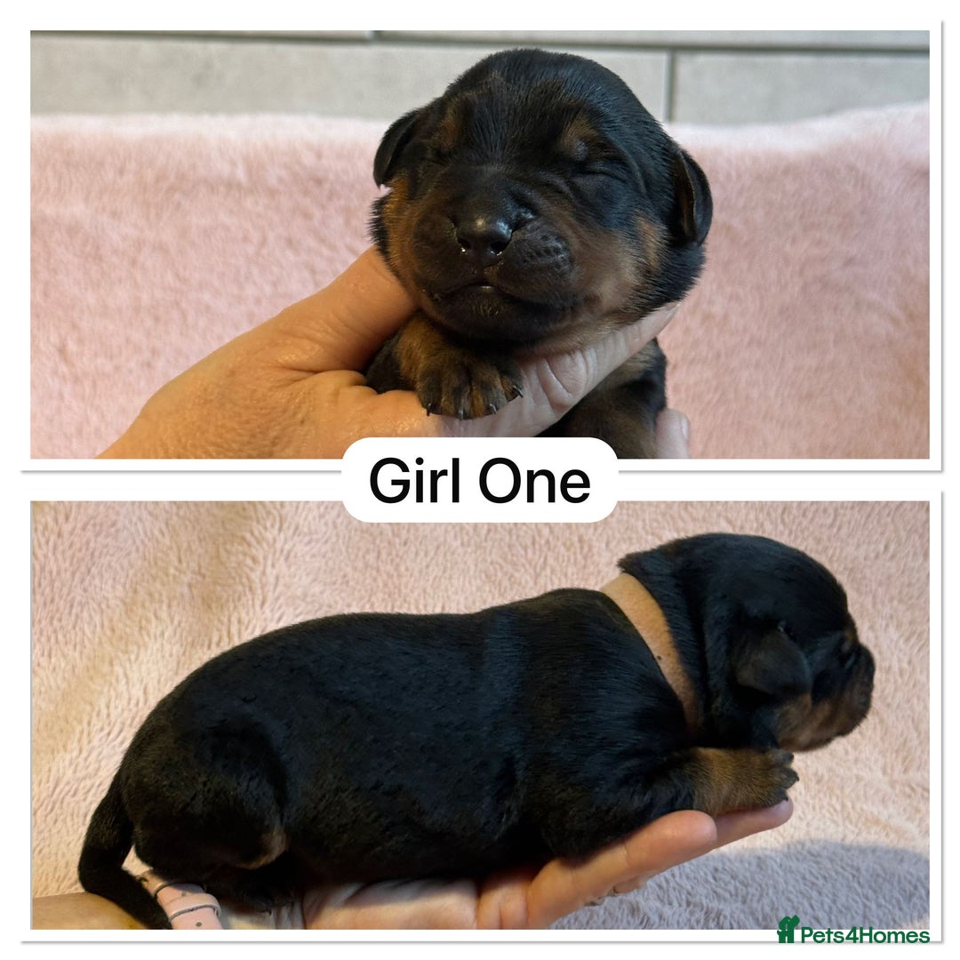 Rottweiler dogs for sale: Kc, dna, hips, elbows, eye tested parents  - Advert 5