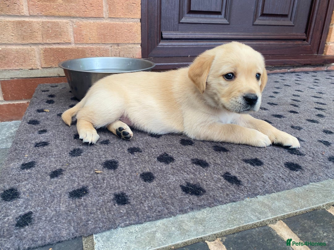 Goldador dogs for sale: Gorgeous Labrador/golden retriever puppies - Image 1