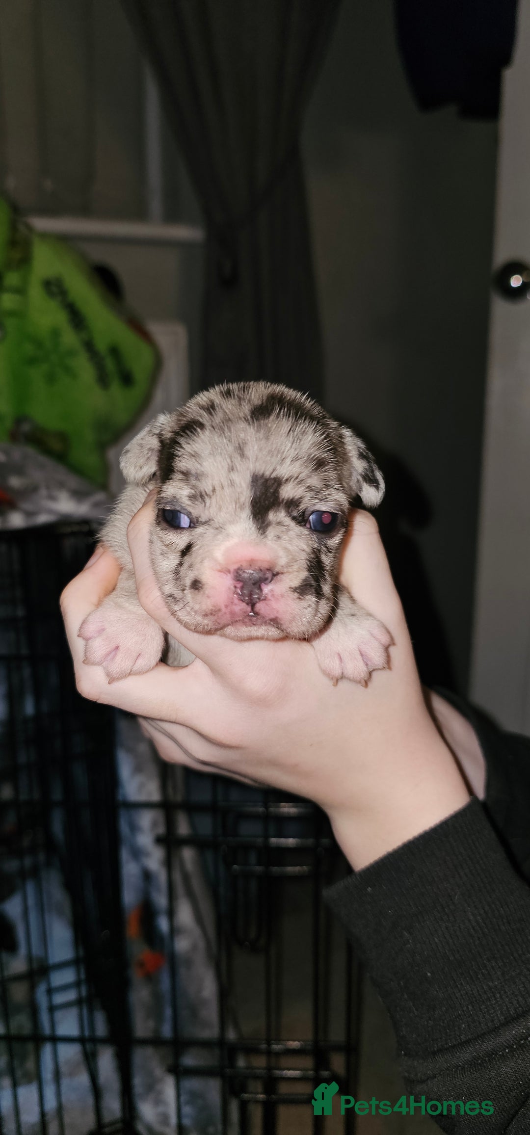 French Bulldog dogs for sale:  6 x beautiful Frenchie puppies for sale  - Advert 4