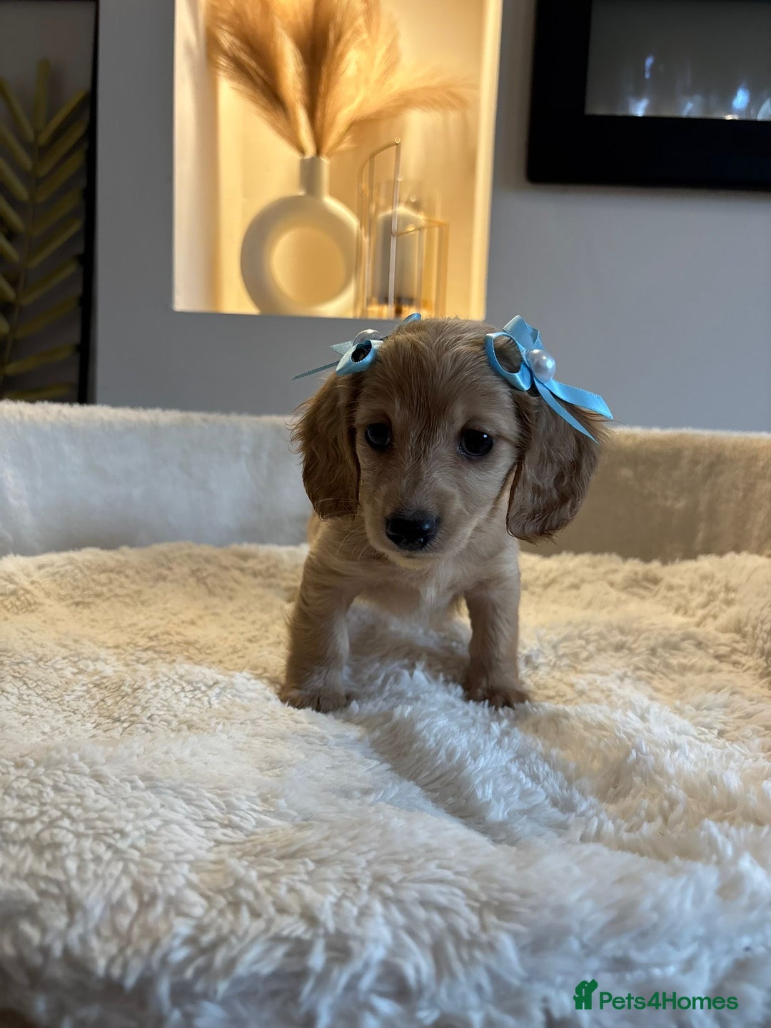 Miniature Dachshund dogs for sale: Long hair cream mini dachshund puppies 30th july in Liverpool - Image 31