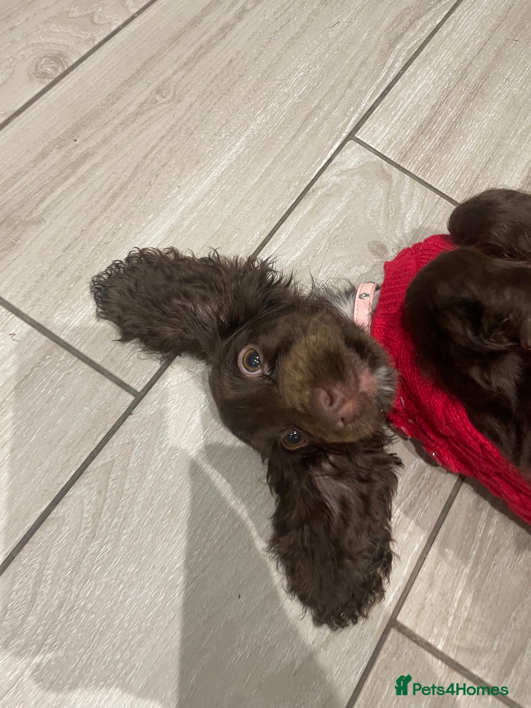 Cocker Spaniel dogs for sale: Gorgeous cocker spaniel girl - Advert 2