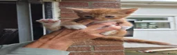 Mixed Breed cats for sale: Ginger girls and tortashell Kittens male & female  in Beaworthy - Advert 14