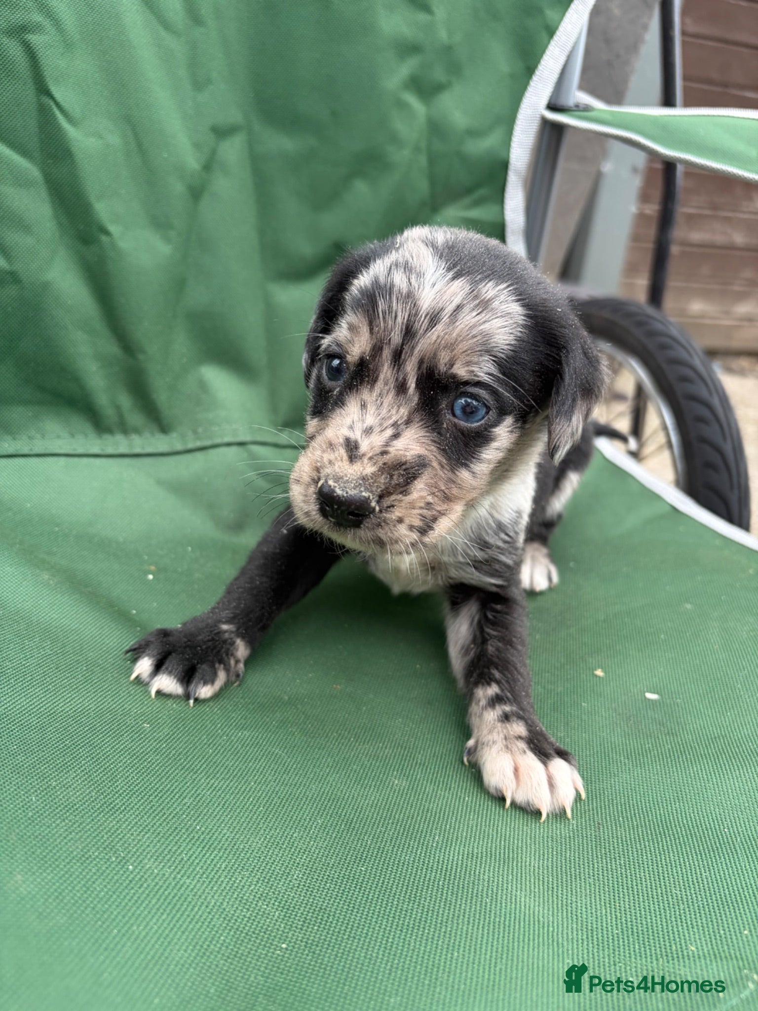 Lurcher dogs Lurcher pups - Advert 1