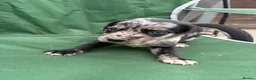 Lurcher dogs for sale: Lurcher pups - Advert 1