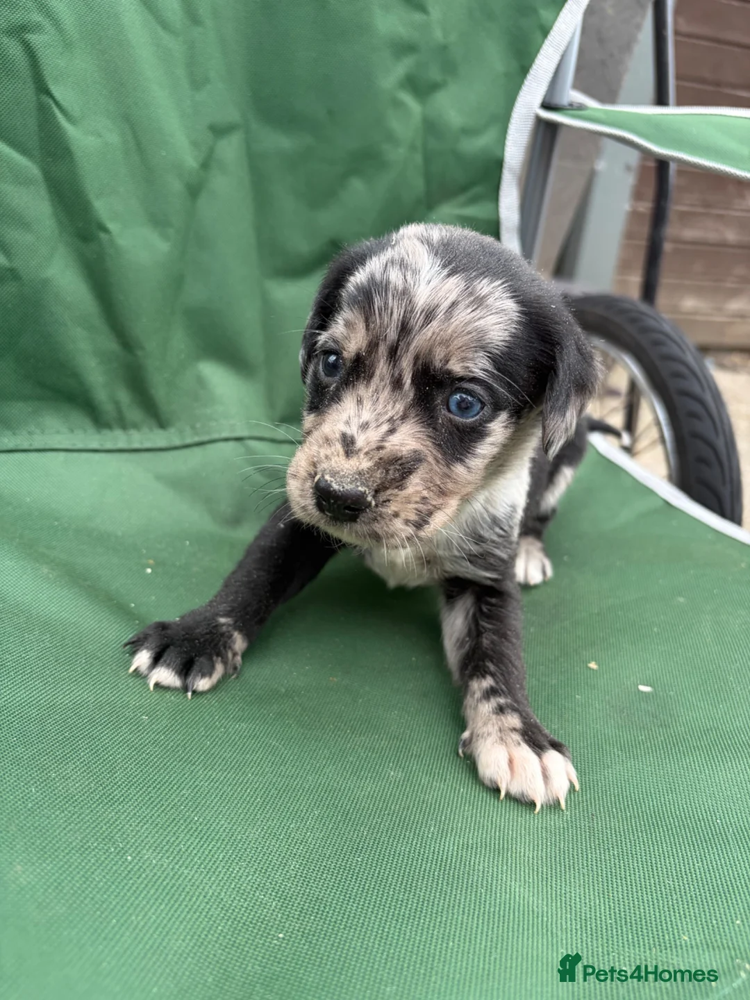 Lurcher dogs for sale: Lurcher pups - Advert 1