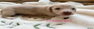 Cream girl 