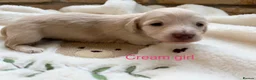 Miniature Dachshund dogs for sale: Beautiful Long haired miniature Dachshund Puppies  - Advert 7