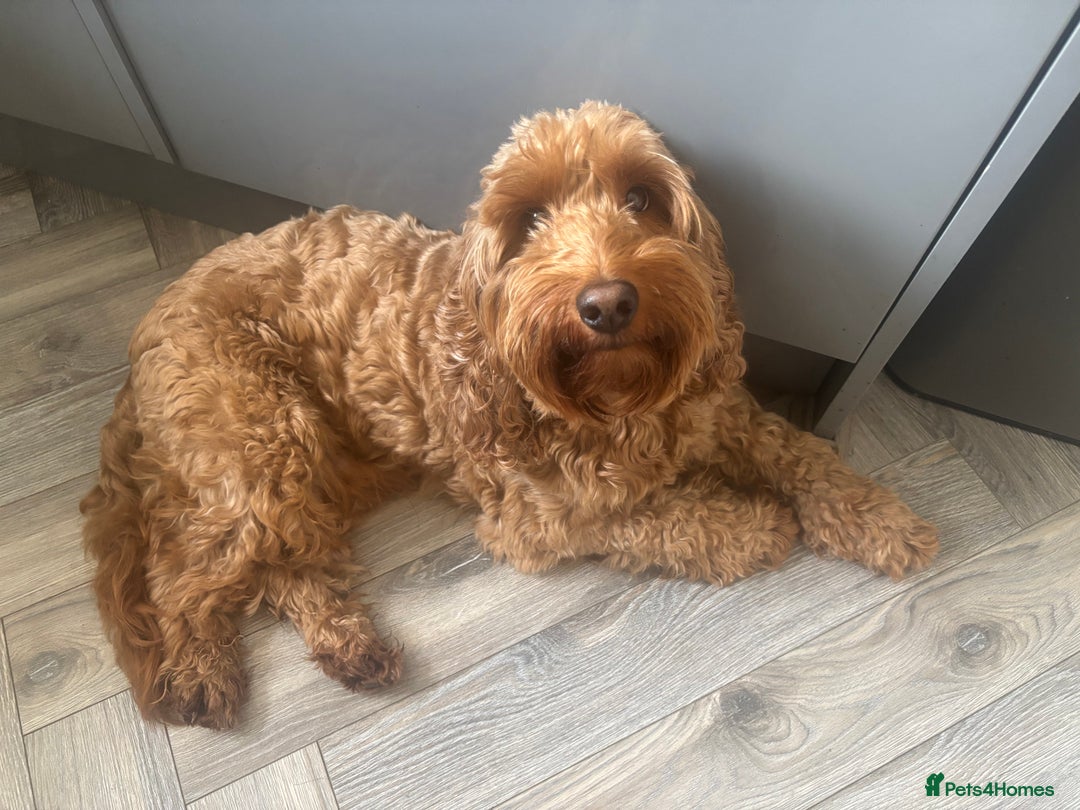Cockapoo dogs for sale: 🐾 Gorgeous cockapoo puppies🐾 - Image 8