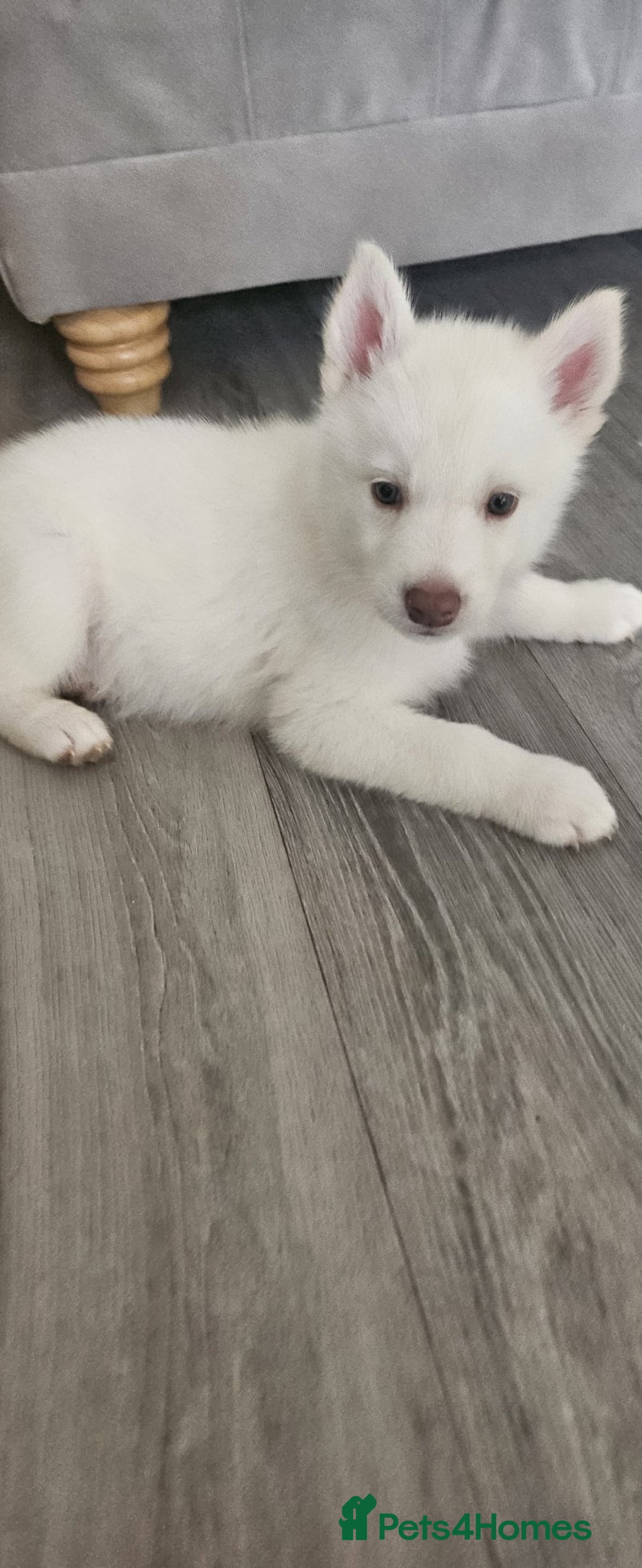 Siberian Husky dogs for sale: Gorgeous huskies puppies for sale! - Image 14
