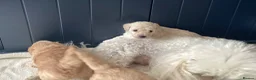 Toy Poodle dogs for sale: KC registered Toy Poodles - Advert 8