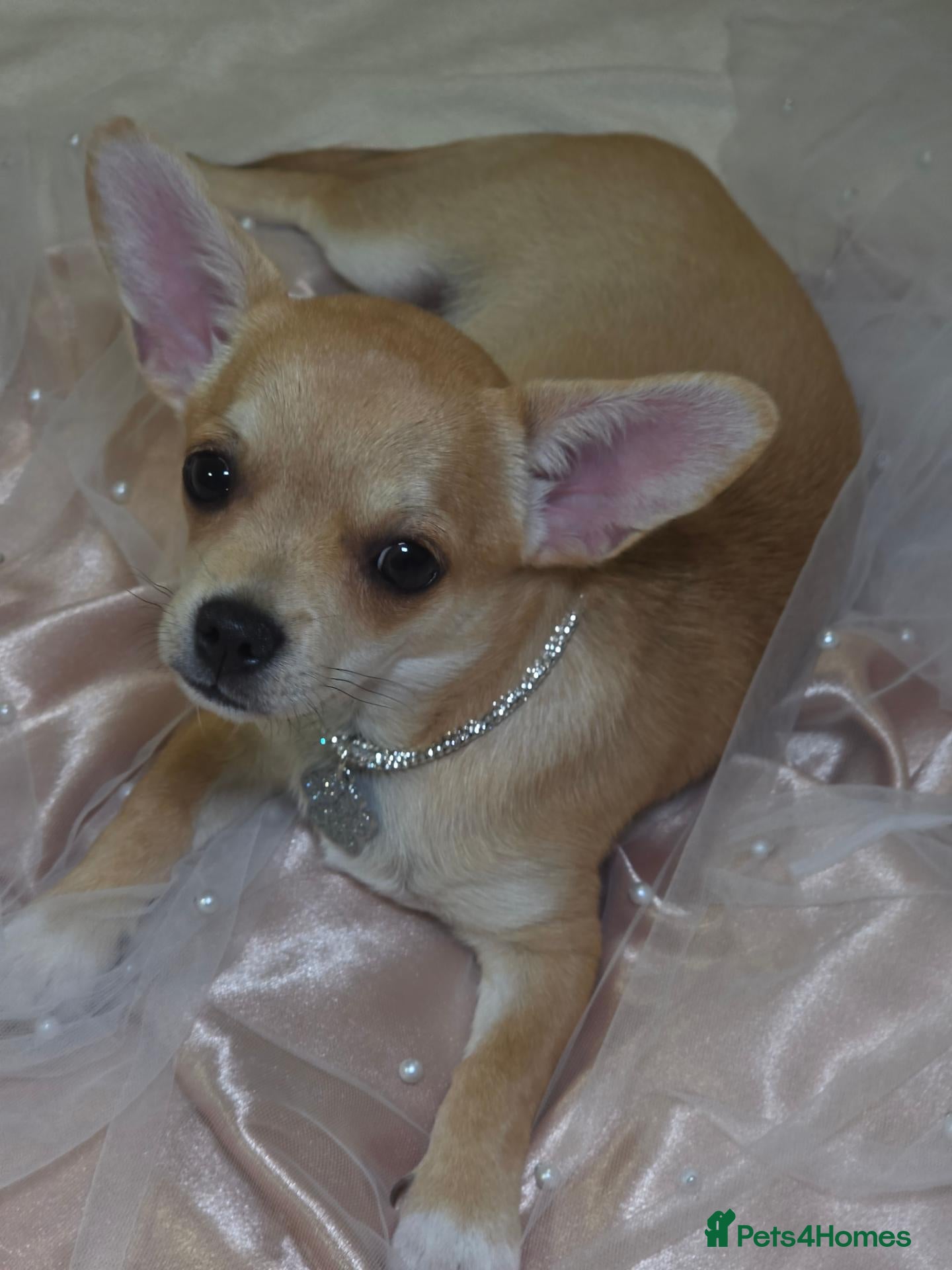 Chihuahua dogs 🐾Chihuahua Girls ready for forever loving homes - Advert 1