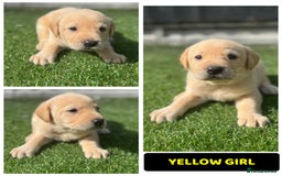 Labrador Retriever dogs for sale: Beautiful top kc line Labrador puppy’s  - Image 4