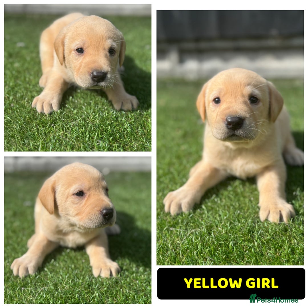 Labrador Retriever dogs for sale: Beautiful top kc line Labrador puppy’s  - Image 4