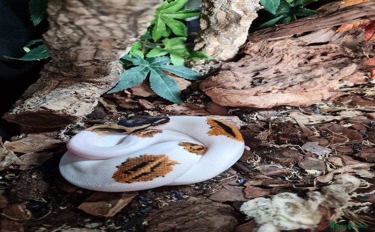 Snake reptiles - Advert 4