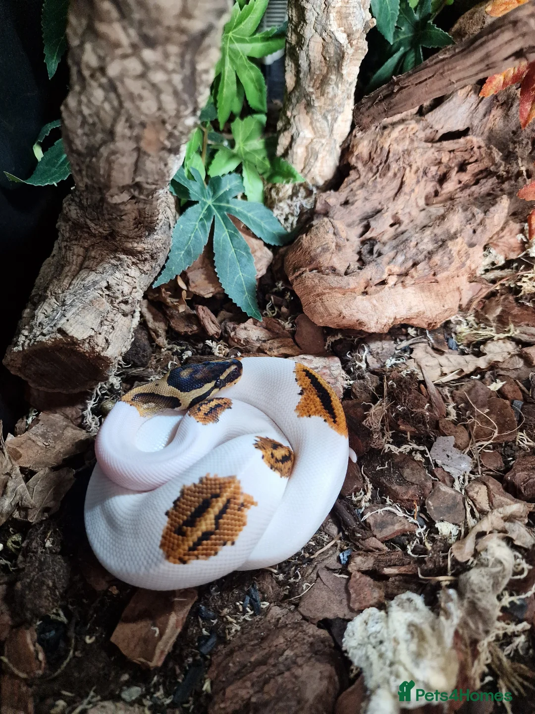 Snake reptiles for sale: 15 month old royal python plus complete set up - Advert 1