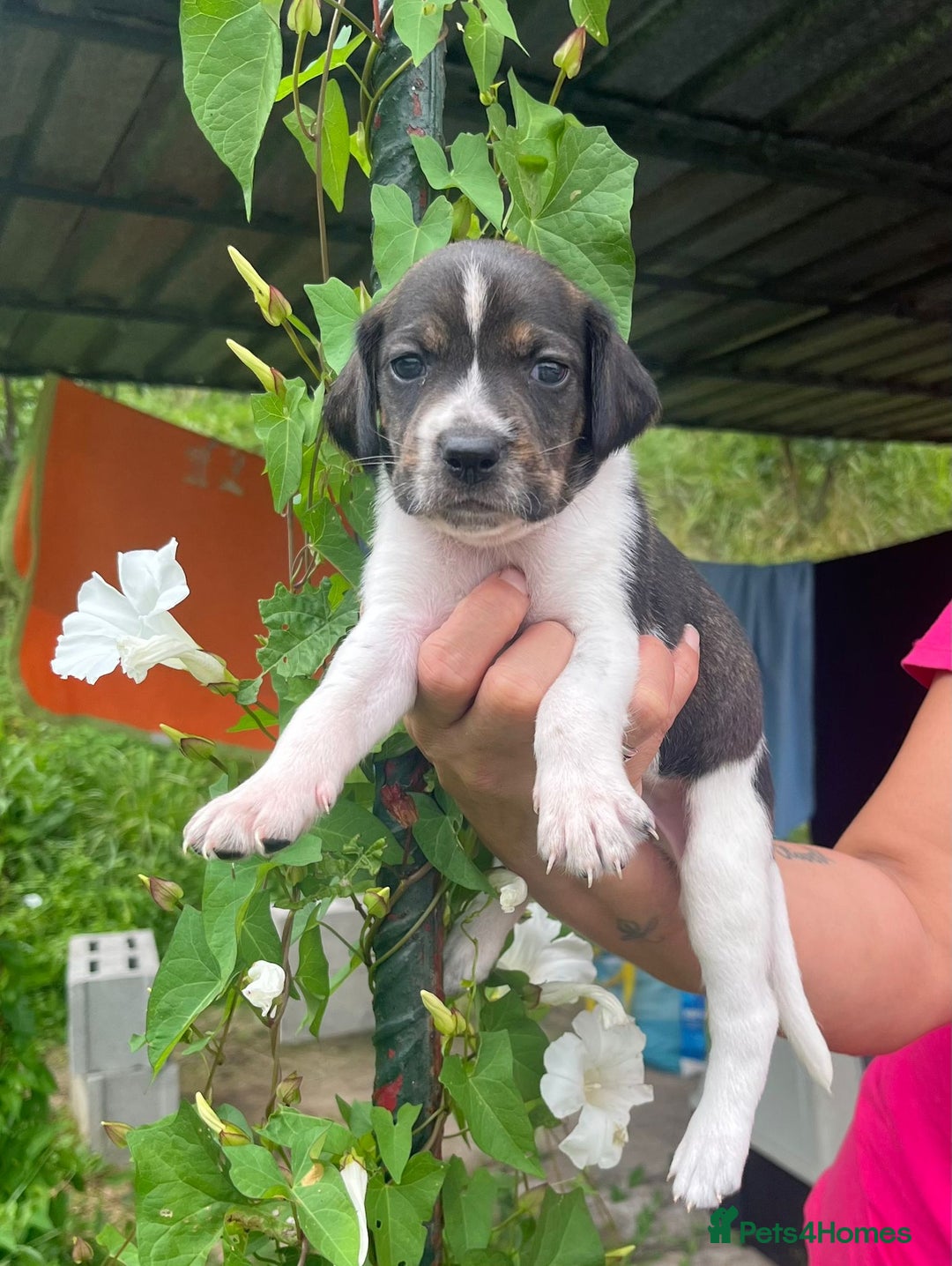 English Setter dogs for adoption: Setter x Pups (Rina's Puppies) - Image 7