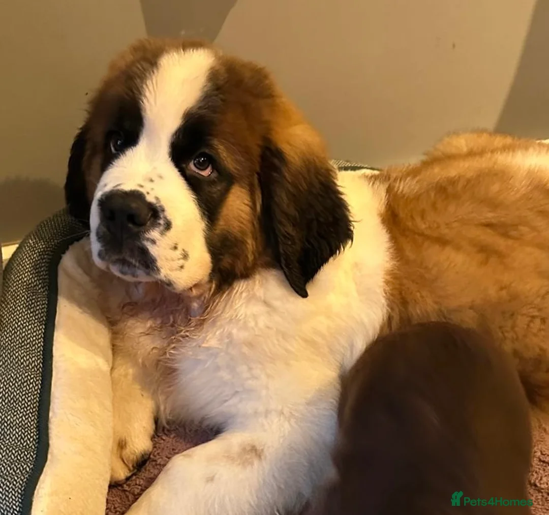 Saint Bernard dogs for sale: Beautiful kc reg 7month old Saint Bernard female  - Advert 12