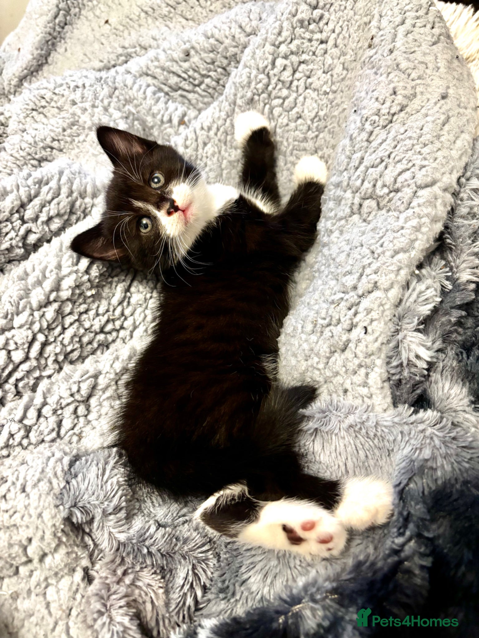 Mixed Breed cats Beautiful Fluffy Kittens Ready For Loving Homes 🐾 - Advert 16