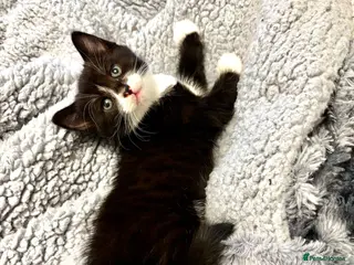 Mixed Breed cats Beautiful Fluffy Kittens Ready For Loving Homes 🐾 - Advert 16