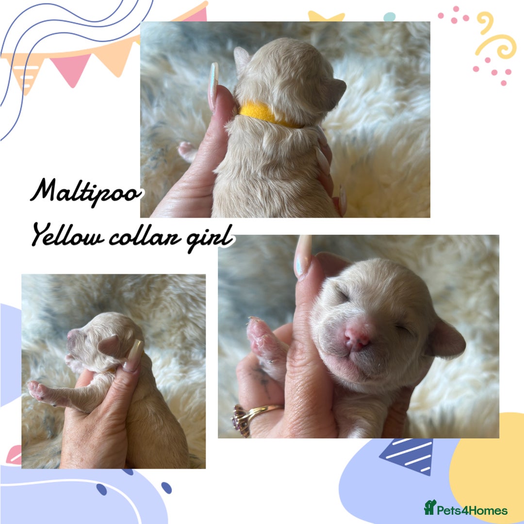 Maltipoo dogs for sale: Fully dna tested Maltipoos  - Image 9