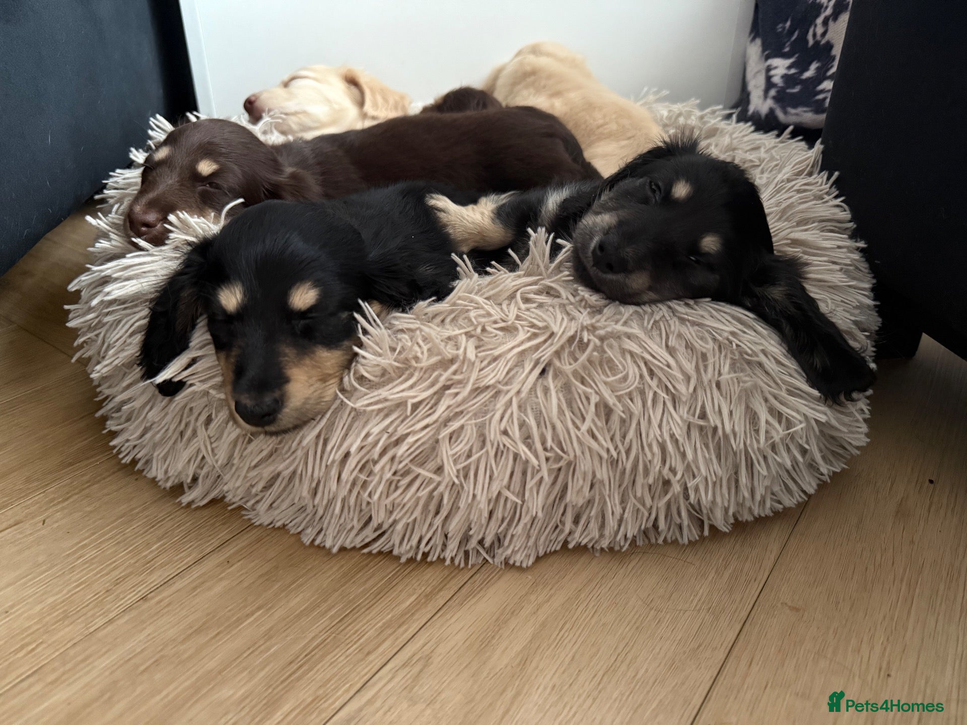 Miniature Dachshund dogs for sale: 1 black and cream long hair mini dachshunds - Advert 2