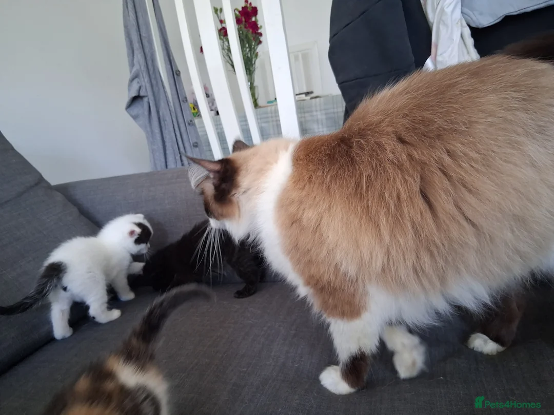Ragdoll cats for sale: 4 kittens available – reserve yours now - Advert 2