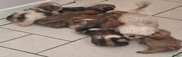 Mixed Breed dogs for sale: Shih-Tzu Puppies (7 X's) in Wisbech - Advert 9