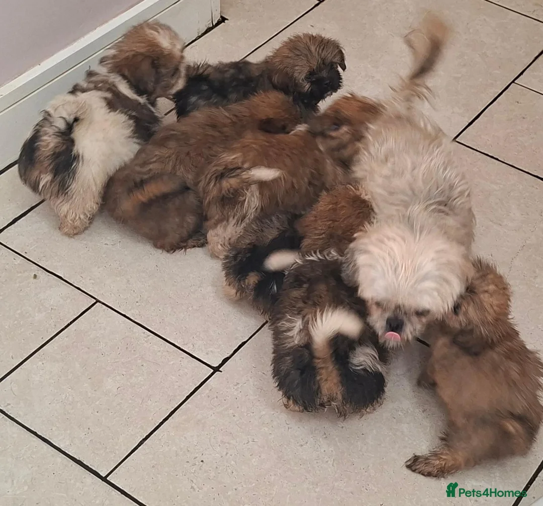 Mixed Breed dogs for sale: Shih-Tzu Puppies (7 X's) in Wisbech - Advert 9