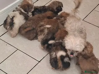 Mixed Breed dogs Shih-Tzu Puppies (7 X's) - Advert 9