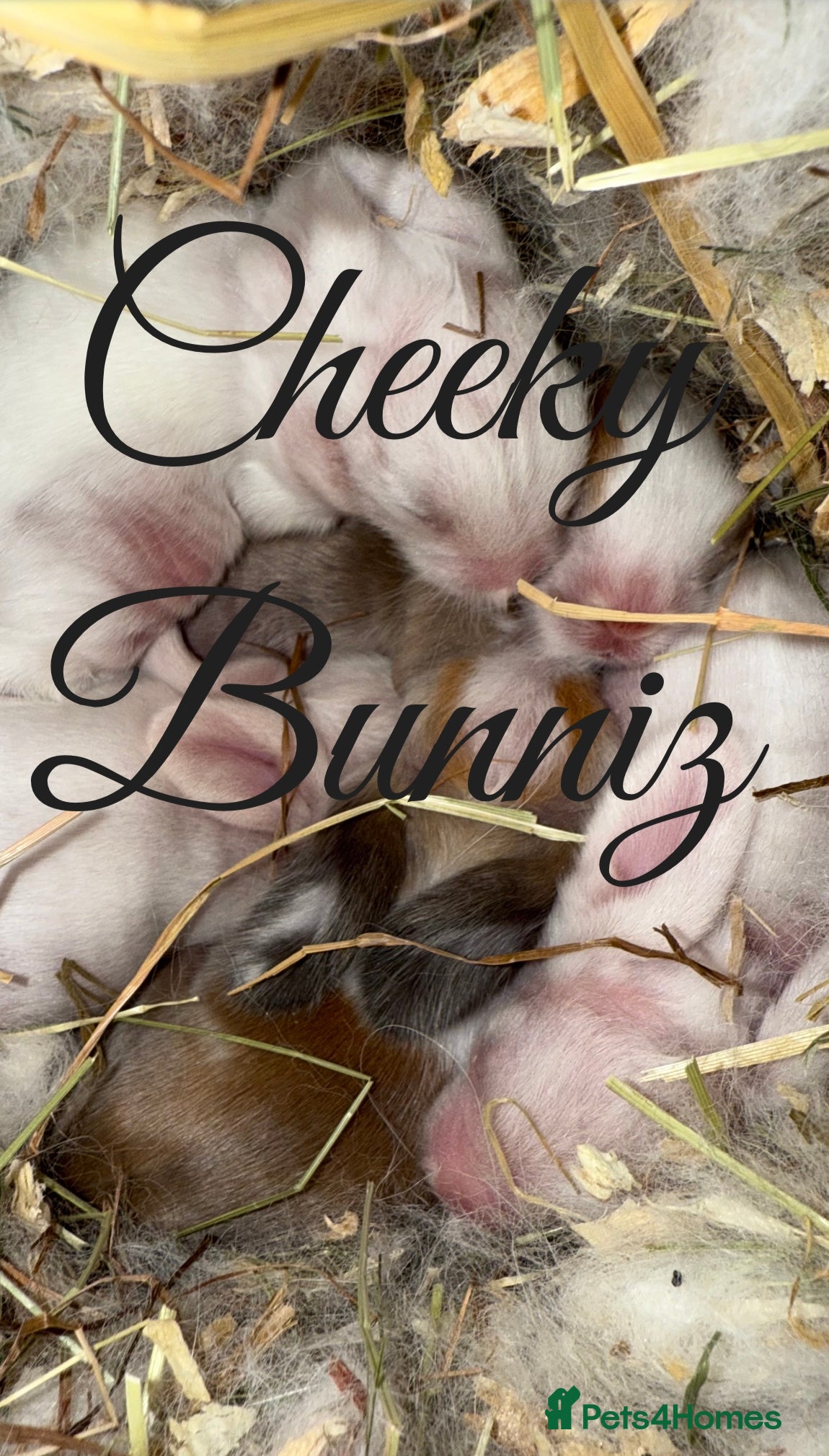 Mini Lion Lop rabbits Mini Lion Lop ** BABIES IN THE NEST** - Advert 9