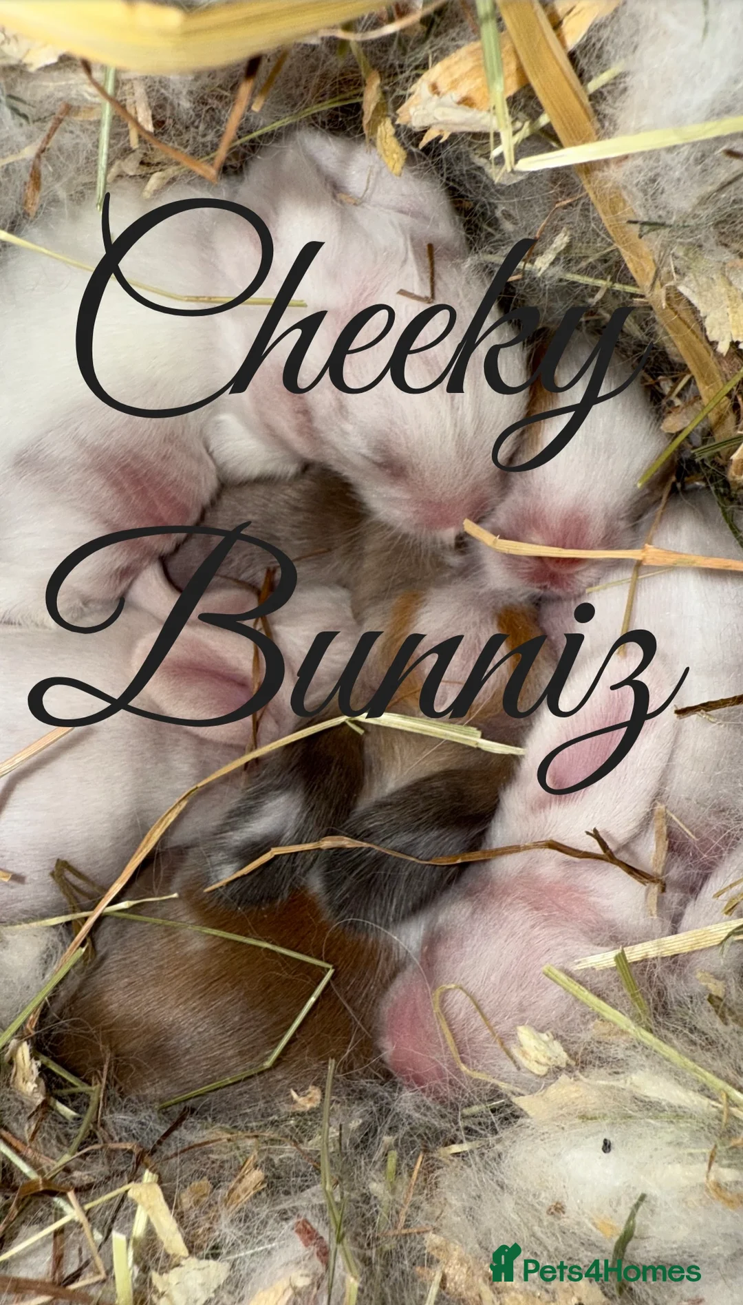 Mini Lion Lop rabbits for sale: Mini Lion Lop ** BABIES IN THE NEST** - Advert 1