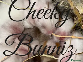 Mini Lion Lop rabbits Mini Lion Lop ** BABIES IN THE NEST** - Advert 9