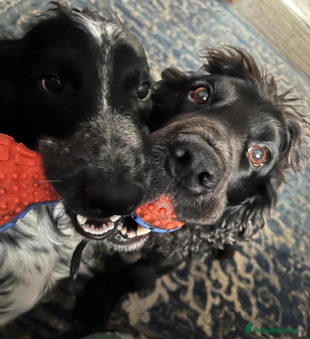 Cocker Spaniel dogs for sale: Working Cocker Spaniel Pups  in Ipswich - Advert 3