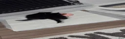 Domestic Shorthair cats for sale: Domestic shorthair kittens - 1 male and 1 female  in Calne - Advert 2