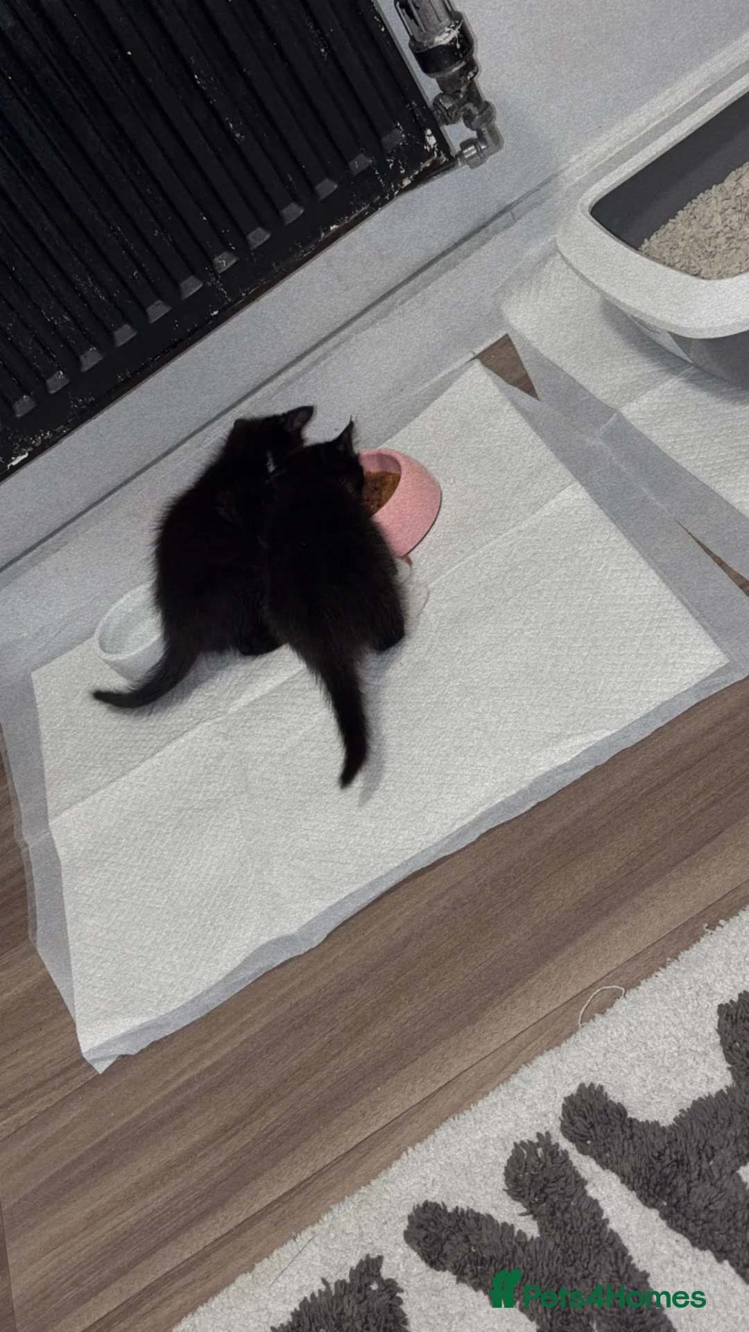 Domestic Shorthair cats for sale: Domestic shorthair kittens - 1 male and 1 female  in Calne - Advert 2