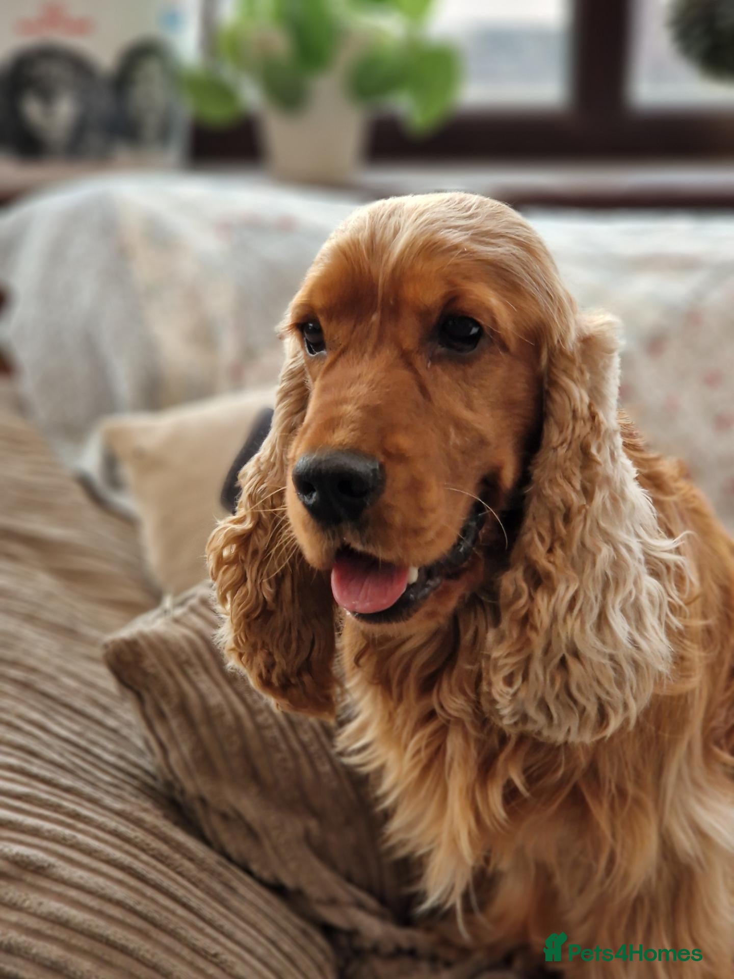 Cocker Spaniel dogs RKC DNA Clear Golden Show Cocker Spaniel Stud - Advert 1